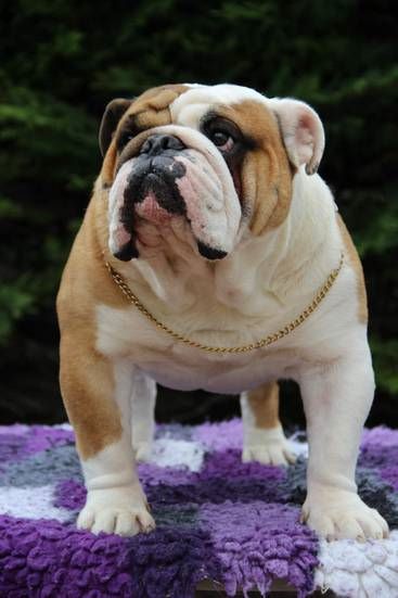 CH. Ruby Jewel Neptune